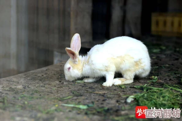 老师的兔子又大又好吃又多据说还有人看到校长偷偷去老师家抱了一只回来