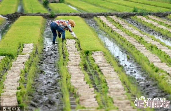 夫妻插秧38种方法图片大全大图标题党误导实际内容为水稻种植技术图解