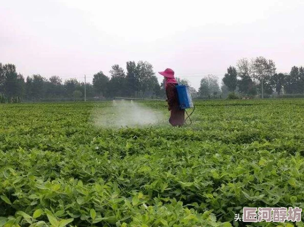 春野小神农过度依赖系统推荐种植，导致产量低品质差